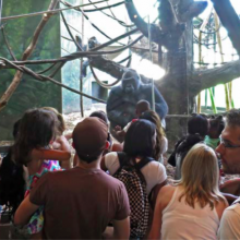 "The space of the audience is a performative space." photo: David Helbich, Lincoln Park Zoo, Chicago, 2015