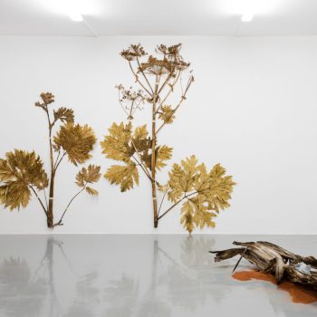 Adam Vačkář, "Herbarium", Kabinet T, installation, variable dimensions, 2022.