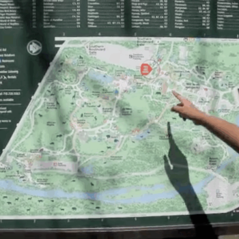 Cow taxi_Lara Hirzel