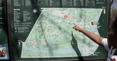 Cow taxi_Lara Hirzel