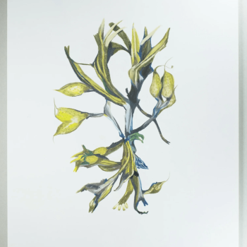 Rory Torstensson, "Family Tree", colored pencil on paper, 2024, 11" x 14".