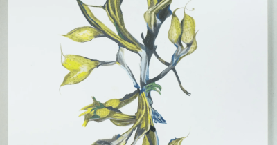 Rory Torstensson, "Family Tree", colored pencil on paper, 2024, 11" x 14".